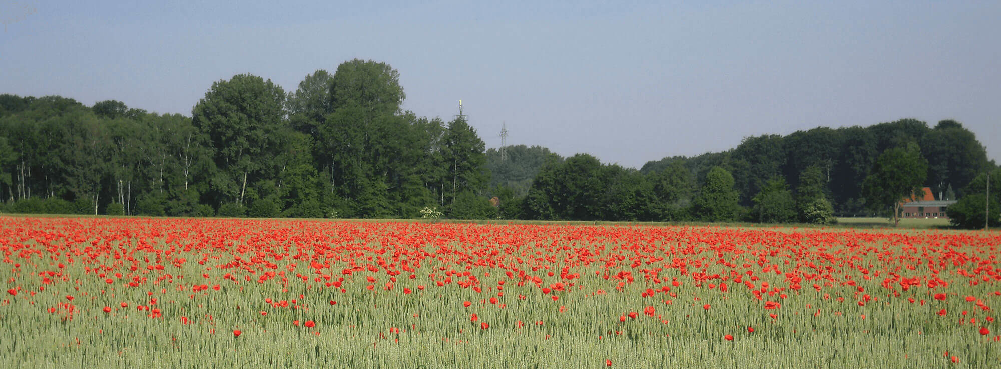 Blumenwiese